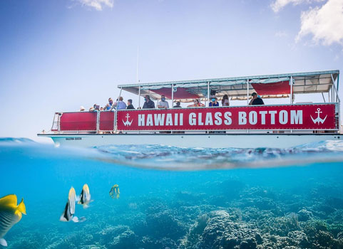 Glass Bottom Boat / Marine Life